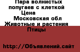 Пара волнистых попугаев с клеткой › Цена ­ 1 500 - Московская обл. Животные и растения » Птицы   